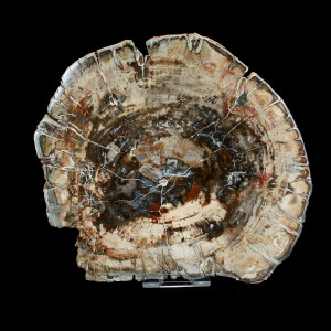 Petrified Wood, Polished Thin Slice ~ 17cm dia