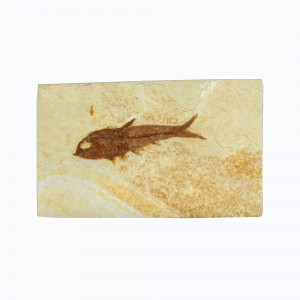 Fossil Fish, Knightia ~ 7cm on limestone matrix ~13cm