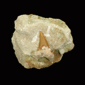 Fossil Shark Tooth ~ 6cm on limestone matrix.