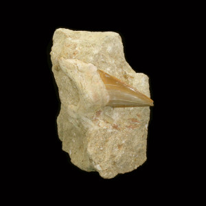 Fossil Shark Tooth ~ 6cm on limestone matrix.