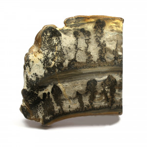 Cotham Marble, Polished ~12cm wide
