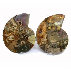Ammonite Pair ~ 19cm diameter