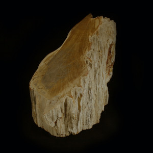 Petrified Wood, free standing trunk section ~ 19cm tall