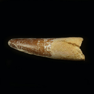 Spinosaur tooth ~ 8cm long