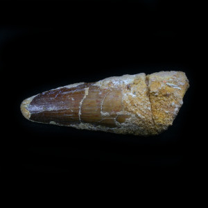 Spinosaur tooth ~ 9cm long