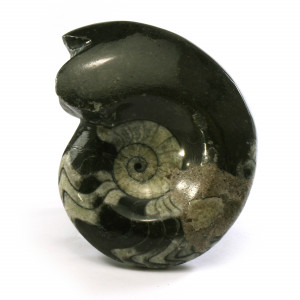 Goniatite, polished ~ 9cm tall