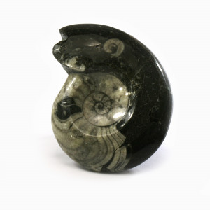 Goniatite, polished ~ 9cm tall