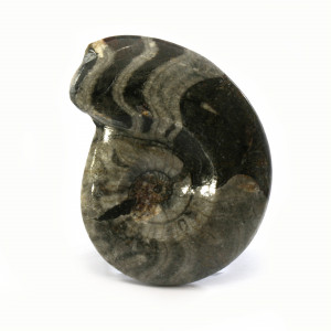 Goniatite, polished ~ 9cm tall