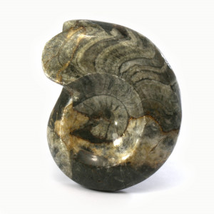 Goniatite, polished ~ 9cm tall