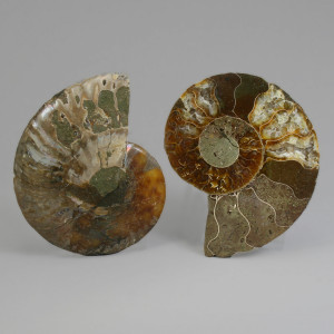Ammonite Pair ~ 8cm diameter
