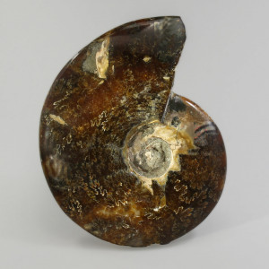 Ammonite, whole ~ 13cm tall