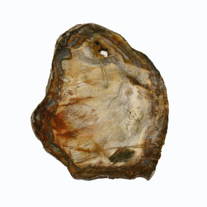 Petrified Wood, Polished Thin Slice ~ 14cm tall