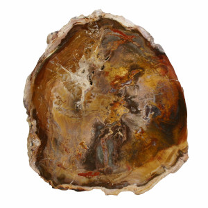 Petrified Wood, Polished Thin Slice ~ 15cm tall