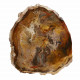 Petrified Wood, Polished Thin Slice ~ 15cm tall