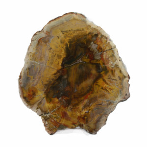 Petrified Wood, Polished Thin Slice ~ 16cm tall