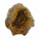 Petrified Wood, Polished Thin Slice ~ 16cm tall