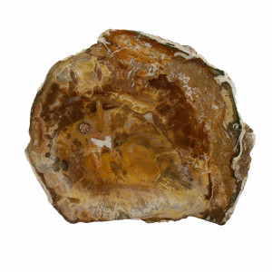 Petrified Wood, Polished Thin Slice ~ 15cm wide