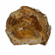 Petrified Wood, Polished Thin Slice ~ 15cm wide