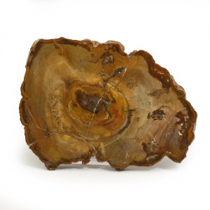 Petrified Wood, Polished Thin Slice ~ 15cm wide