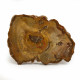 Petrified Wood, Polished Thin Slice ~ 15cm wide