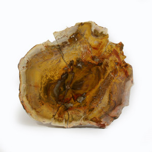 Petrified Wood, Polished Thin Slice ~ 15cm wide