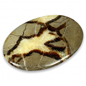 Palmstone, Septaria
