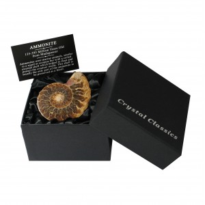 Fossil Gift Box,  Small, Ammonite