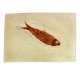 Fossil Fish, Knightia ~ 8cm on limestone ~13cm
