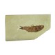 Fossil Fish, Knightia ~ 7cm on limestone ~13cm