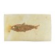 Fossil Fish, Knightia ~ 8cm on limestone matrix ~13cm