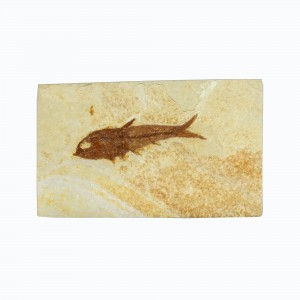 Fossil Fish, Knightia ~ 7cm on limestone matrix ~13cm