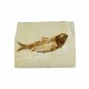Fossil Fish, Diplomystus ~ 10cm on limestone matrix ~15cm