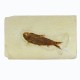 Fossil Fish, Knightia ~ 9cm on limestone matrix ~15cm
