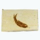 Fossil Fish, Knightia ~ 7cm on limestone matrix ~13cm