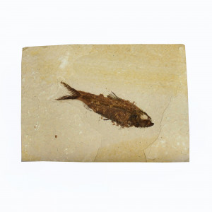Fossil Fish, Knightia ~ 8cm on limestone matrix ~13cm