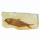 Fossil Fish, Knightia ~ 12cm on limestone matrix ~15cm
