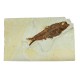 Fossil Fish, Knightia ~ 10cm on limestone matrix ~15cm