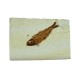 Fossil Fish, Knightia ~ 8cm on limestone matrix ~13cm