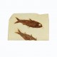 Fossil Fish, Knightia ~ 8cm on limestone matrix ~12cm