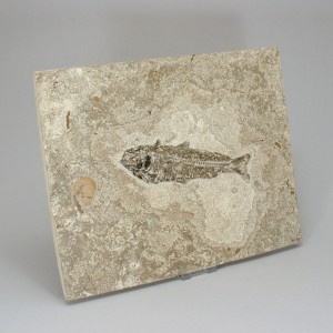 Fossil Fish, Knightia ~ 15cm on limestone matrix ~27cm