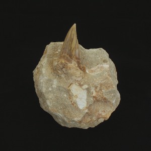 Fossil Shark Tooth ~ 6cm on limestone matrix.