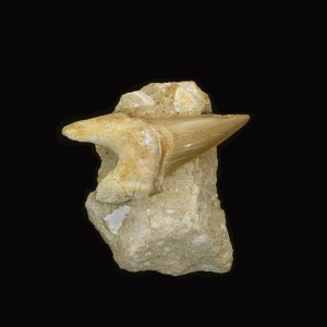 Fossil Shark Tooth ~ 8cm on limestone matrix.