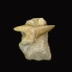 Fossil Shark Tooth ~ 8cm on limestone matrix.