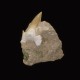 Fossil Shark Tooth ~ 7cm on limestone matrix.