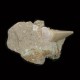 Fossil Shark Tooth ~ 6cm on limestone matrix.