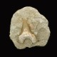 Fossil Shark Tooth ~ 7cm on limestone matrix.