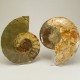 Ammonite Pair ~ 18cm diameter