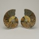 Ammonite Pair ~ 11cm diameter