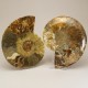 Ammonite Pair ~ 18cm diameter