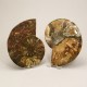 Ammonite Pair ~ 14cm diameter